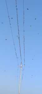 पक्षाची शाळा....
थंडीचा जोर वाढला असून अलीकडे शहरातील तापमान घसरले आहे त्यामुळे पहाटे सूर्यप्रकाश पडल्यानंतर चिमण्याची टोळी वीज प्रवाहित तारेवर बसून उब घेण्याचा  आनंद घेत आहे. छायाचित्रसेवा   -विठ्ठल महल्ले 